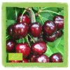 Trešnje BIO 500 g